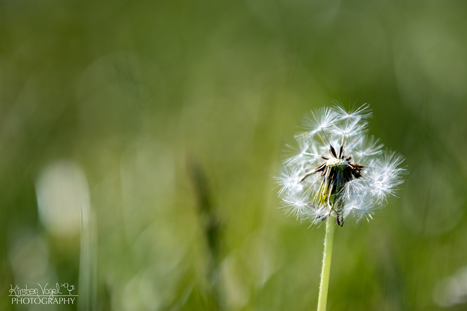 Pusteblume