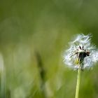 Pusteblume