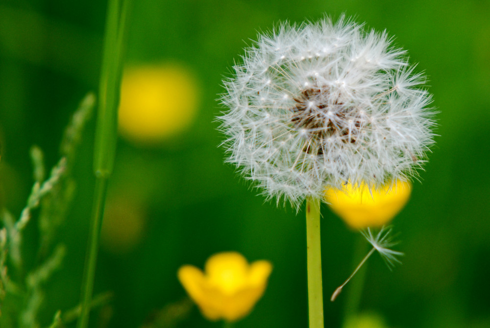 Pusteblume