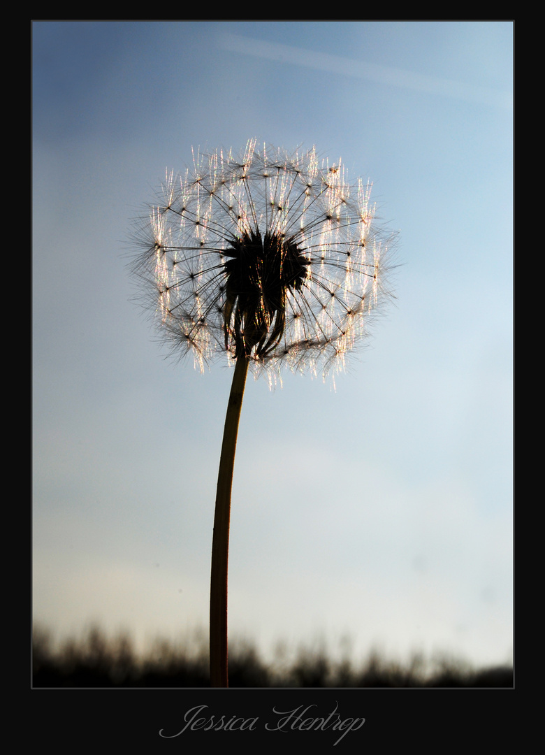 Pusteblume :)