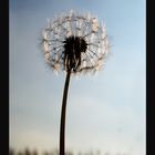 Pusteblume :)