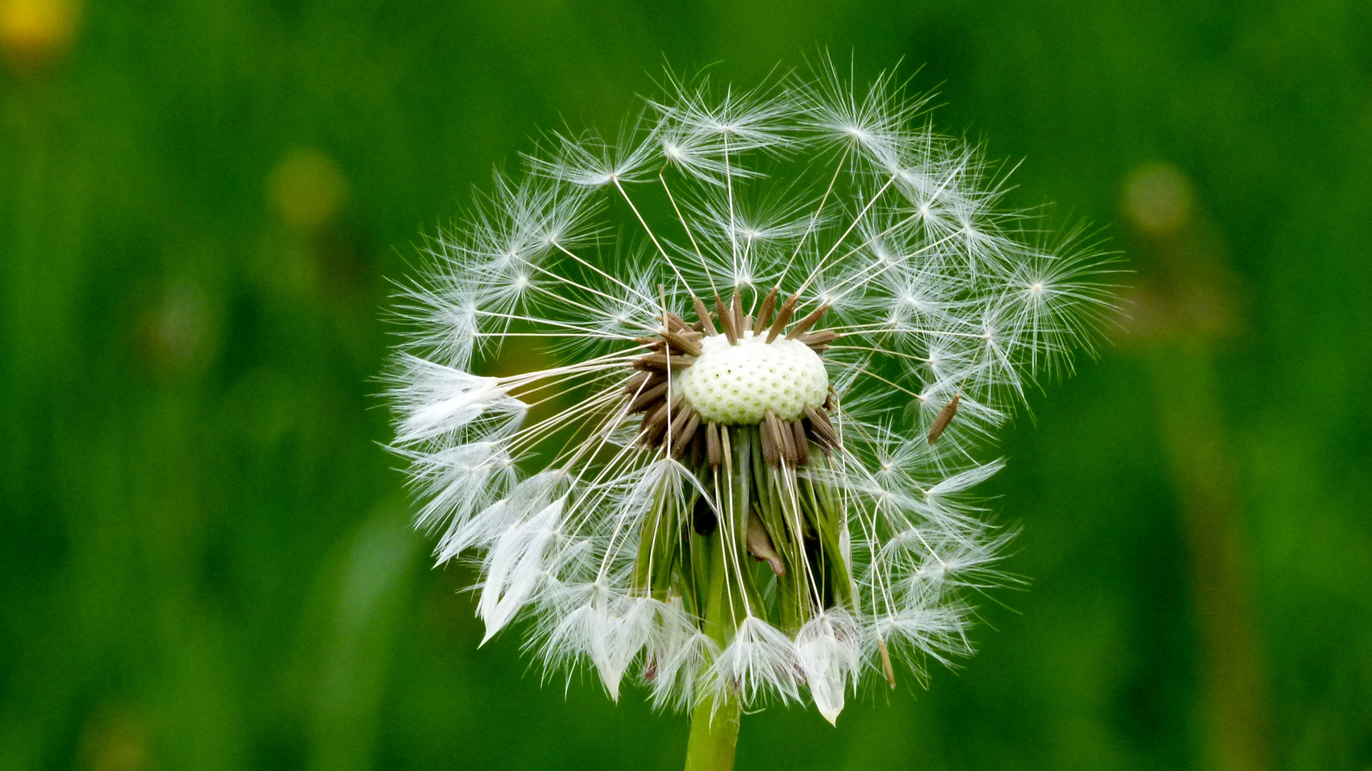 Pusteblume