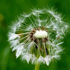 Pusteblume