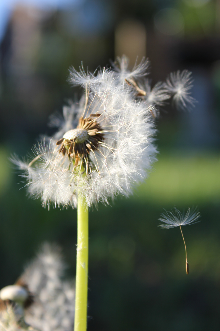 Pusteblume