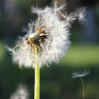 Pusteblume