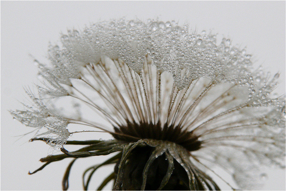 "Pusteblume"