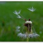 Pusteblume