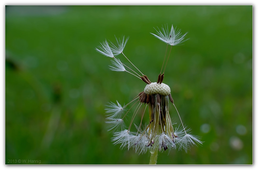 Pusteblume