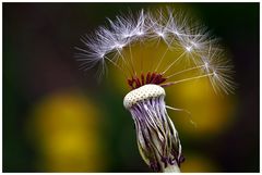 Pusteblume