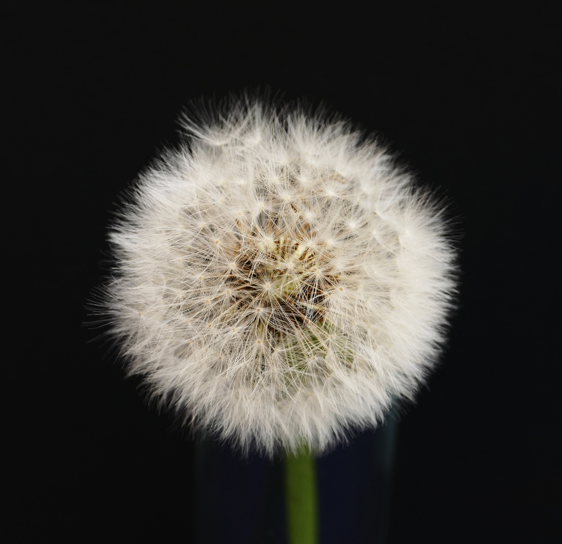 Pusteblume