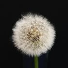 Pusteblume