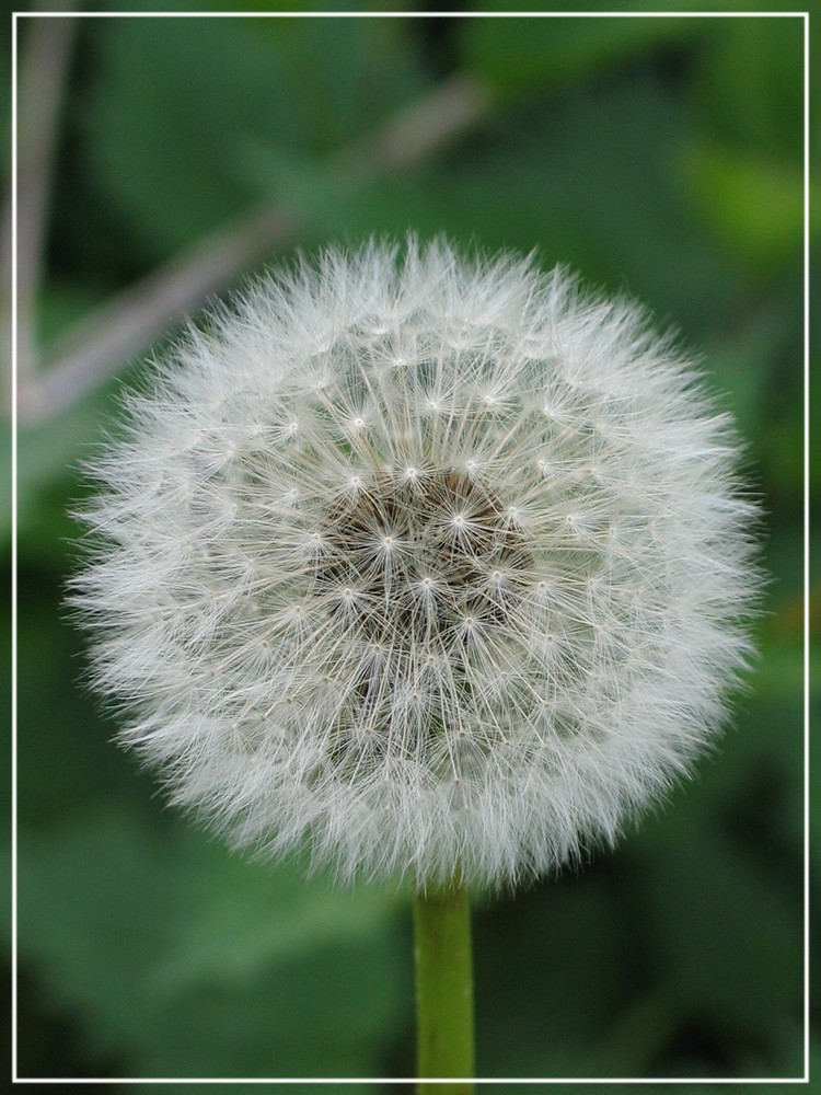 Pusteblume