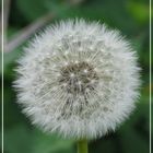 Pusteblume