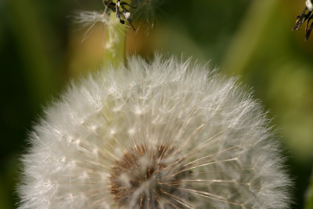 Pusteblume