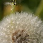 Pusteblume