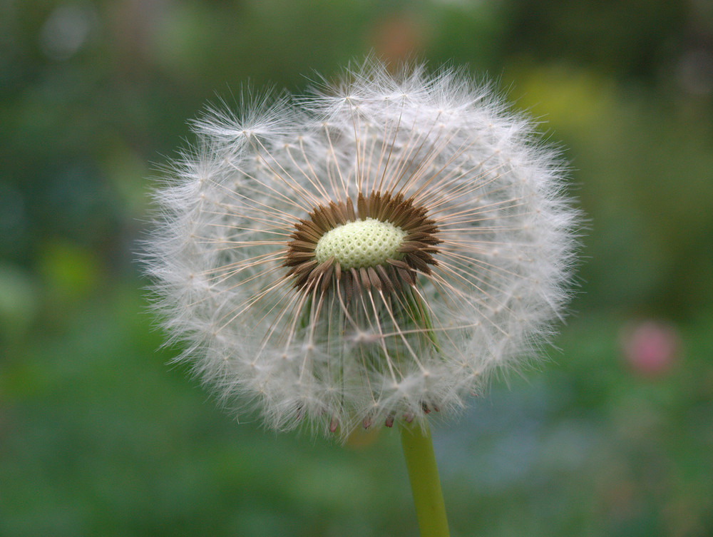 Pusteblume