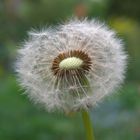 Pusteblume