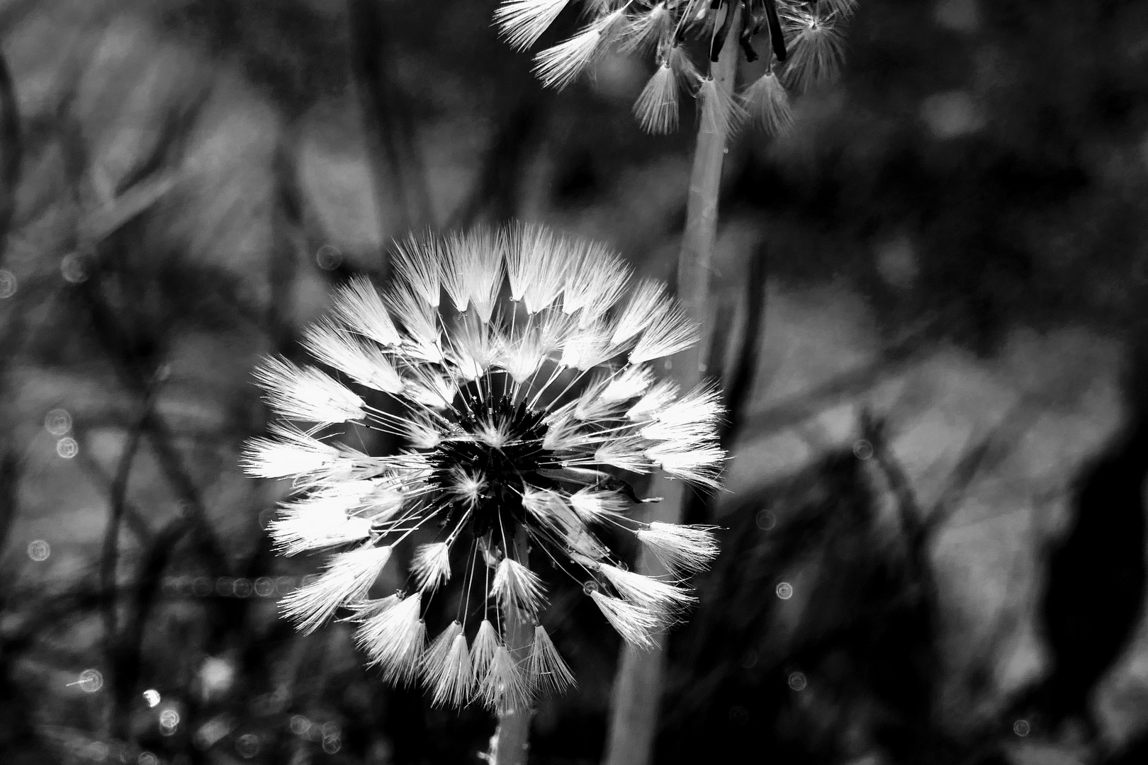 Pusteblume 