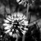 Pusteblume 