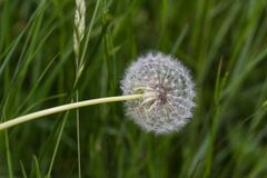 Pusteblume