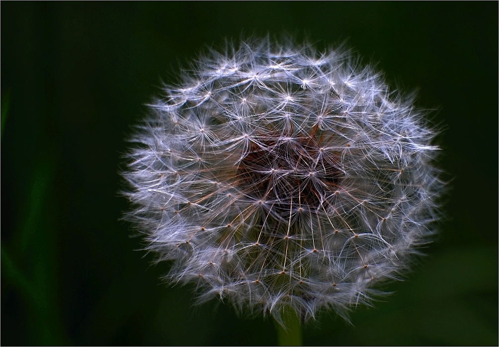 Pusteblume