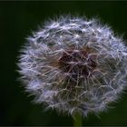 Pusteblume