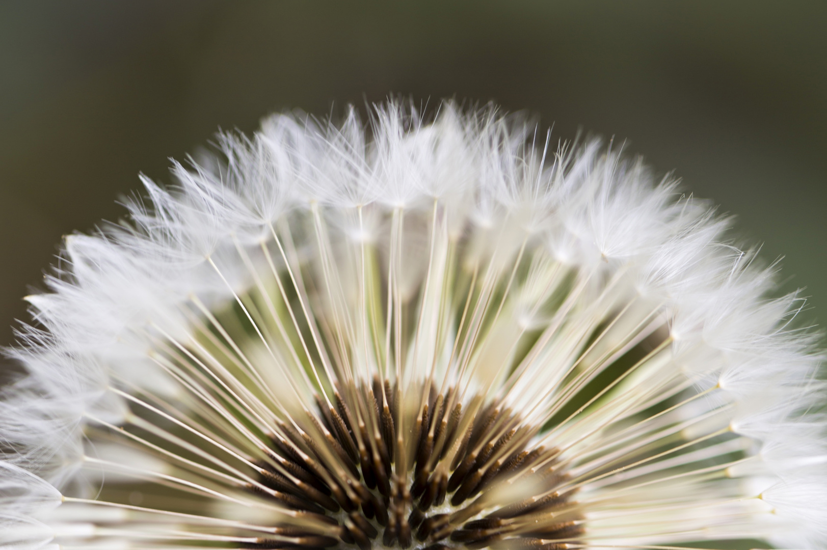 Pusteblume