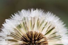 Pusteblume