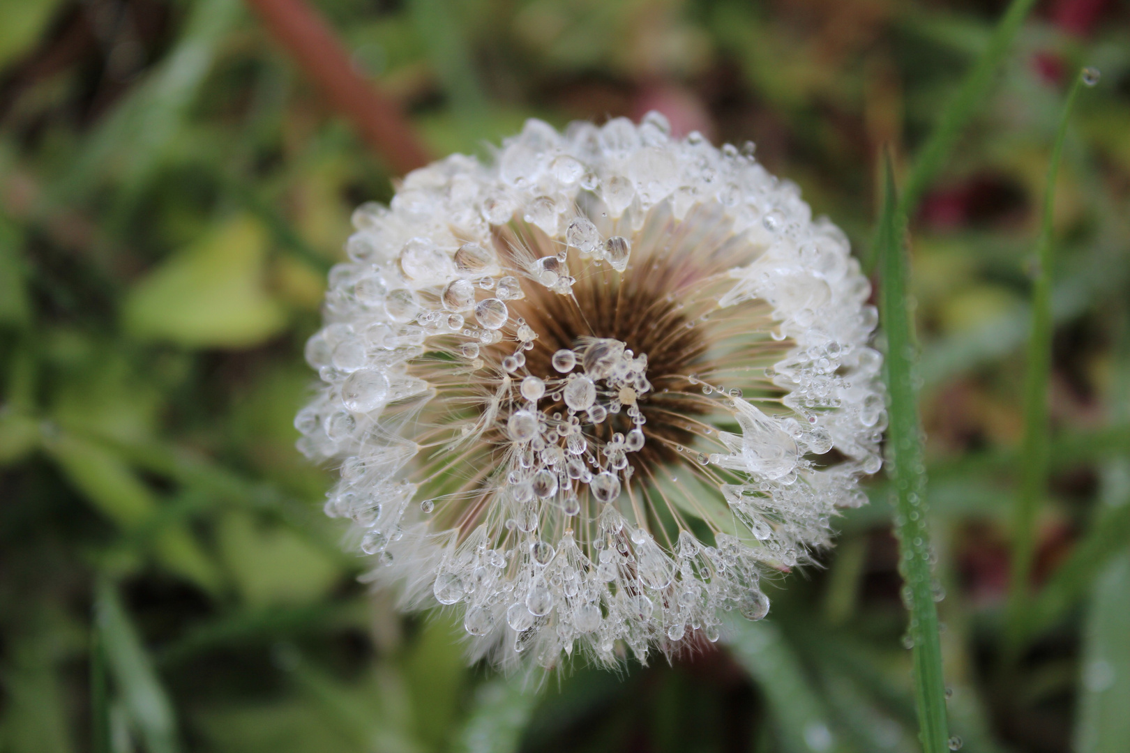 Pusteblume