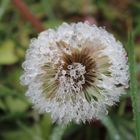 Pusteblume