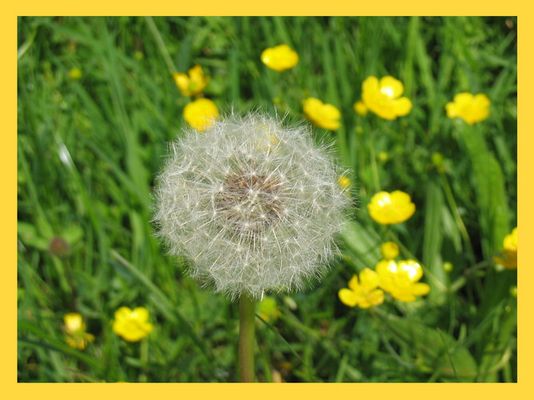 Pusteblume