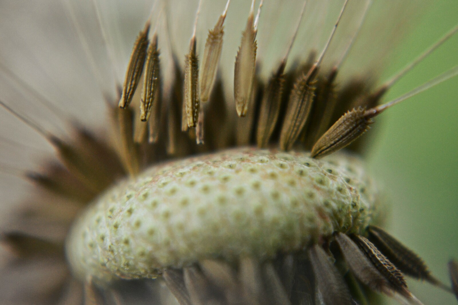 Pusteblume