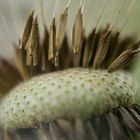 Pusteblume