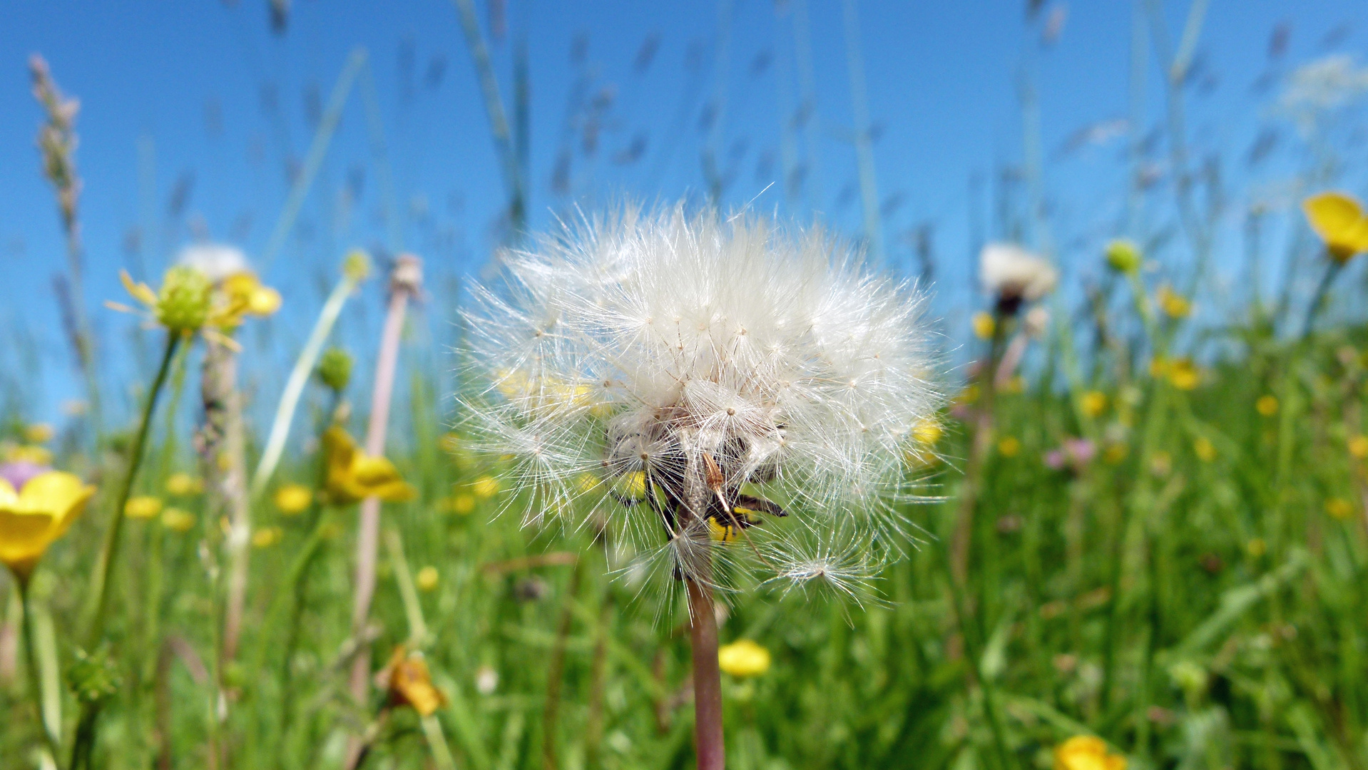 Pusteblume