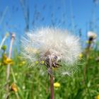 Pusteblume