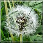 ~~~Pusteblume~~~