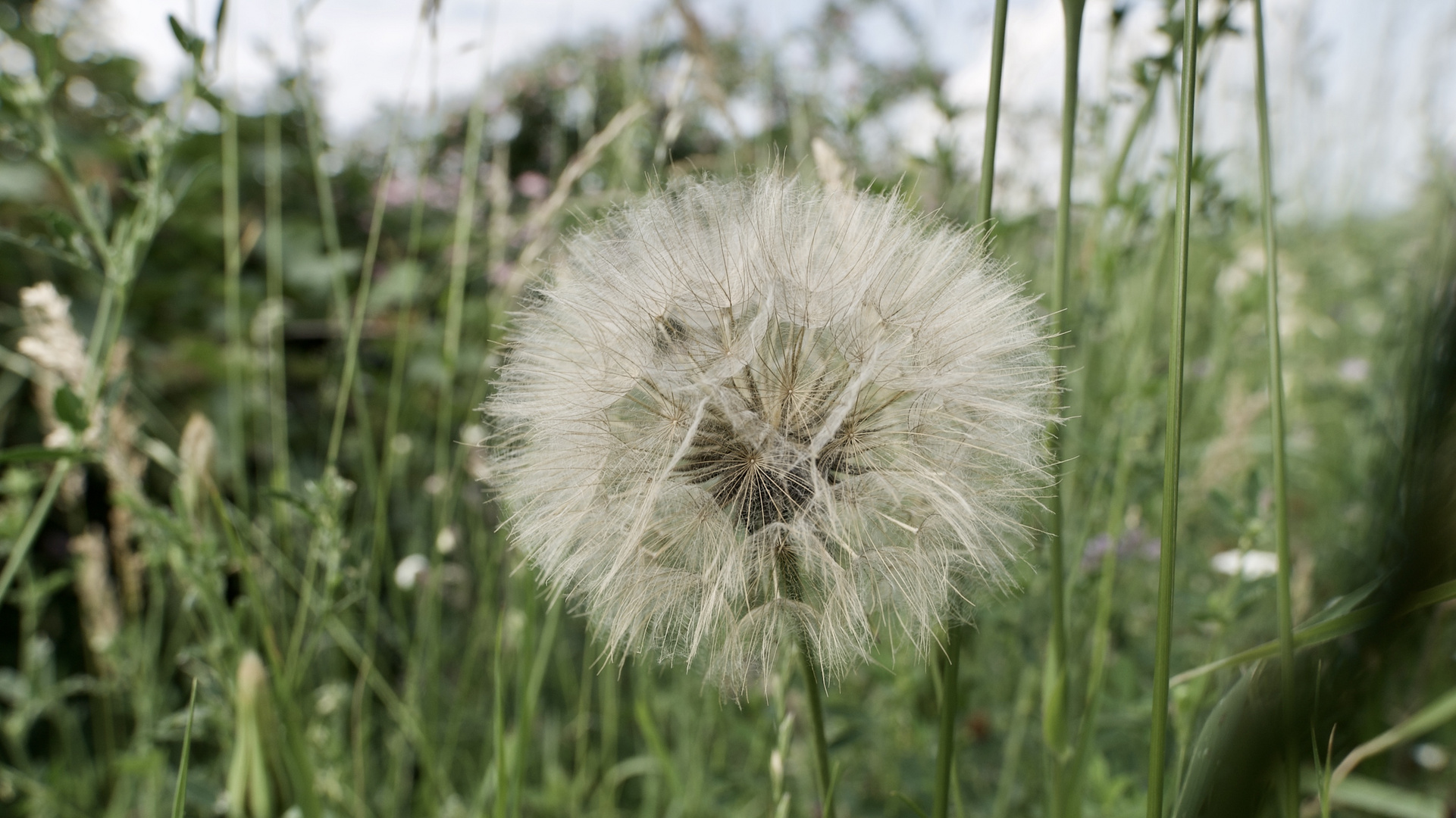 Pusteblume