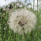 Pusteblume