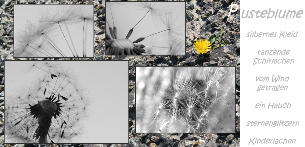 Pusteblume    *****