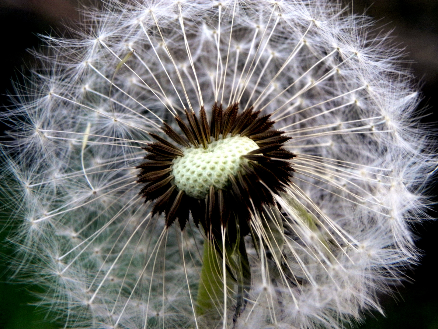 Pusteblume