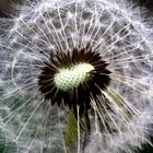 Pusteblume