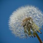 Pusteblume