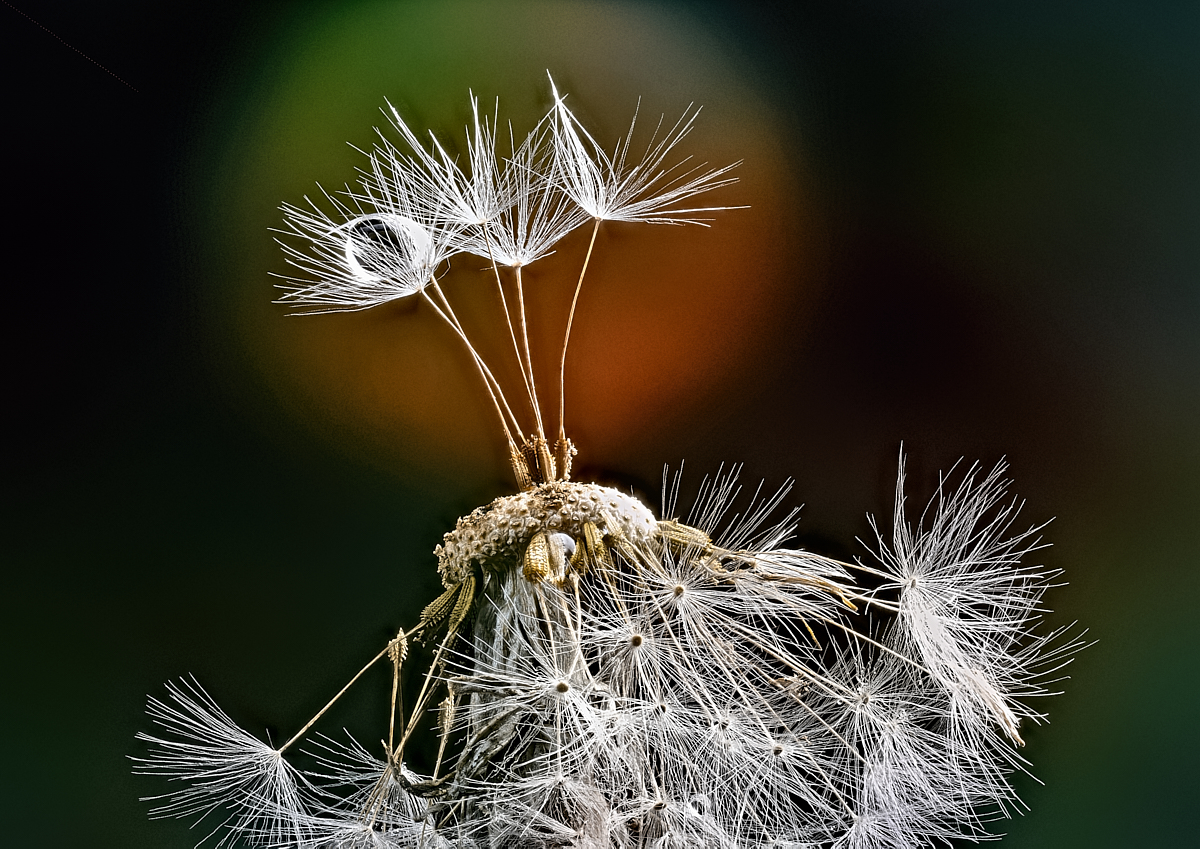 Pusteblume