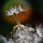 Pusteblume