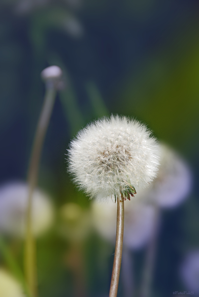 Pusteblume