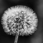 Pusteblume