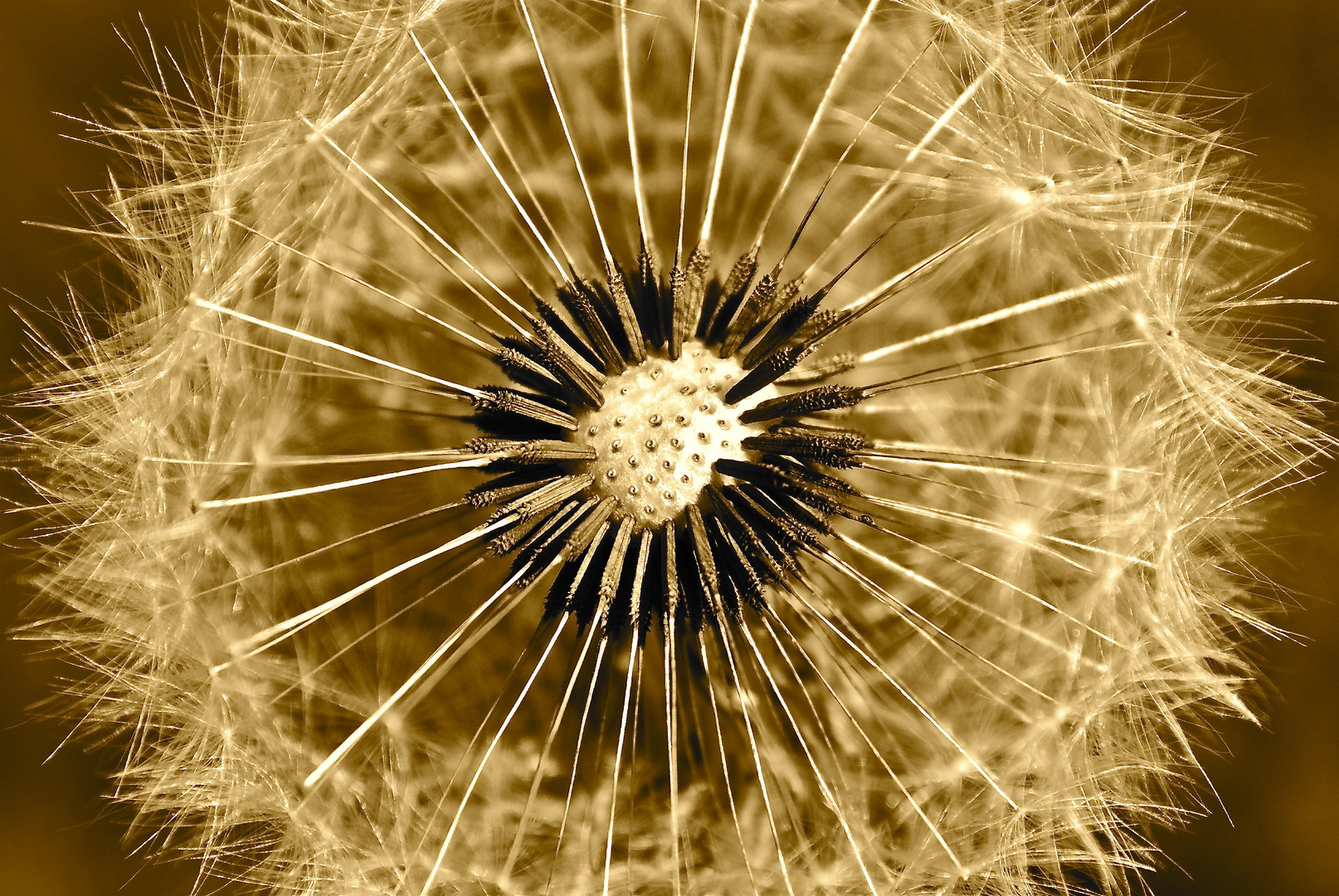 Pusteblume