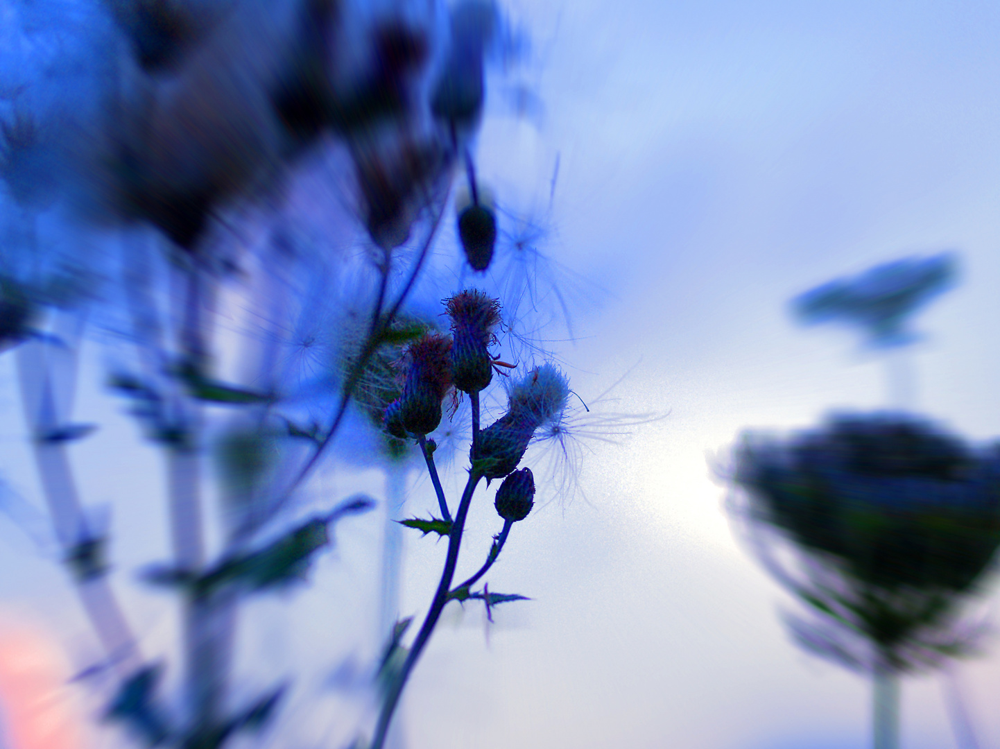 Pusteblume