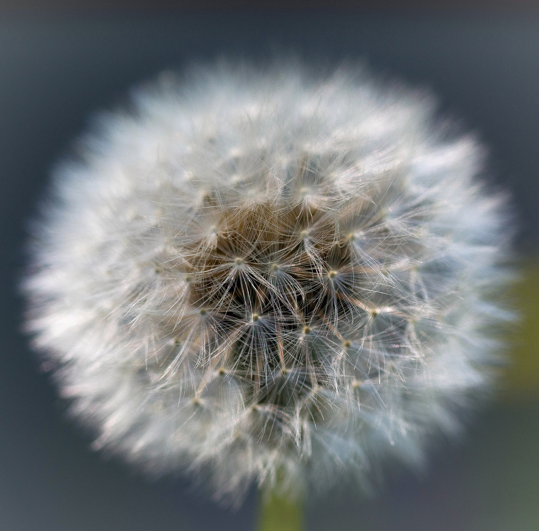 Pusteblume