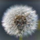 Pusteblume